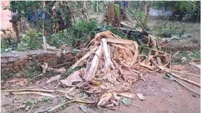 അതിരപ്പള്ളിയിലും വയനാട്ടിലും കാട്ടാന ആക്രമണം; ഒരാൾക്ക് പരിക്ക്