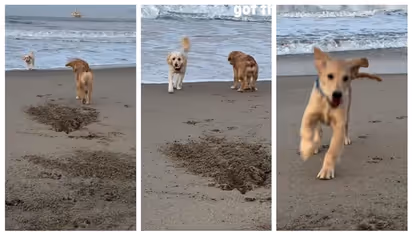 ಗೆಳೆಯನ ಹುಡುಕಲು ಸಹಾಯ ಮಾಡಿದ ಬೀದಿ ನಾಯಿ: ಕಾಣೆಯಾದ ಮಗು ಮರಳ ದಿಬ್ಬದಲ್ಲಿ ಶವವಾಗಿ ಪತ್ತೆ