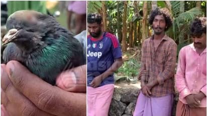 കണ്ണില്ലാത്ത ക്രൂരത!; പക്ഷികളുടെ കണ്ണിൽ സൂചി കുത്തിക്കയറ്റി നൂലിൽ കോർത്ത് വേട്ടയാടൽ, സംഭവം കോഴിക്കോട്