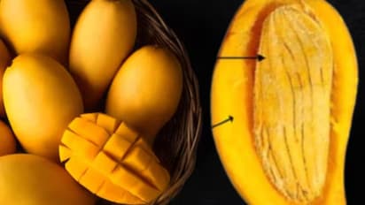 Mango Seed