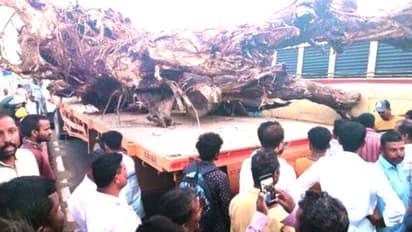 അമ്പലപ്പുഴയിൽ മൂക്കാൽ മണിക്കൂറോളം ഗതാഗതം മുടക്കി 'ഒരു വേര്', കൊണ്ടുപോയത് ലോറിയിൽ, ഉടക്കിയത് കെഎസ്ആര്ടിസിയിൽ