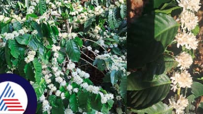 ಘಮ್ಮಿಡುವ ಕಾಫಿ ತೋಟದ ಹಾದಿಯಲ್ಲಿ.. ಮೊದಲ ಮಳೆಗೆ ಅರಳಿ ನಿಂತ ಹೂಗಳು!