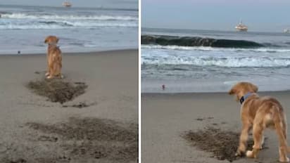 നൻപൻ ഡാ! കടലിലേക്ക് പോയ പന്ത് നായക്കുട്ടിക്ക് തിരികെ എടുത്ത് നൽകുന്നതാരെന്ന് കണ്ടോ?