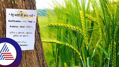 ಗೋಧಿ ಕೊಯ್ಲಿಗೆ ಜನ ಬೇಕು, ಪಿಎಚ್ಡಿ ಮಾಡಿದೋರಿಗೂ ಅವಕಾಶ! ದಿನಕ್ಕೆರಡು ಗುಟ್ಕಾ!