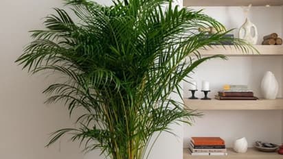 गर्मी में नहीं पड़ेगी AC, Cooler की जरूरत- घर में लगा ले यह चार पौधे