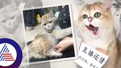 ಬೆಕ್ಕಿಗೆ ಚಲ್ಲಾಟ, ಇಲಿಗೆ ಪ್ರಾಣ ಸಂಕಟ ಅಂತಾರಲ್ಲ ಹಾಗೆ ಮಾರ್ಜಾಲ ಚೇಷ್ಟೆಗೆ 11 ಲಕ್ಷ ನಷ್ಟ!