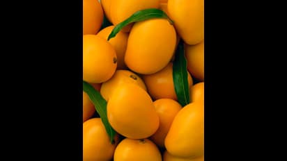 ജലദോഷം മുതല്‍ അര്‍ബുദം വരെ മാറ്റാന്‍ മാമ്പഴത്തൊലി; മെസേജിന്‍റെ സത്യമെന്ത്? Fact Check 