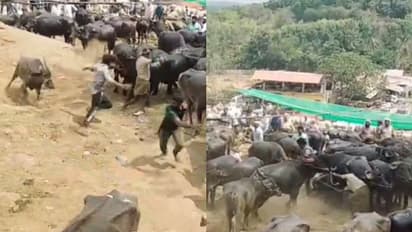 കയർ പിടിച്ച് വലിച്ചതോടെ പ്രകോപിതനായി, ചന്തയിൽ തലങ്ങും വിലങ്ങുമോടി പോത്തിന്റെ ആക്രമണം, നാല് പേർക്ക് പരിക്ക് 