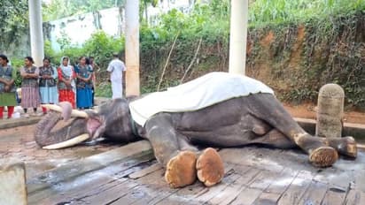 രണ്ടാഴ്ചയായി ചികിത്സയിലായിരുന്ന കോന്നി ആനക്കൂട്ടിലെ ആന നീലകണ്ഠൻ ചരിഞ്ഞു