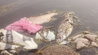 ಕೊಡಗು: ಬರಿದಾದ ಕಾವೇರಿ ಒಡಲು, ನೂರಾರು ಮೀನುಗಳ ಮಾರಣಹೋಮ..!