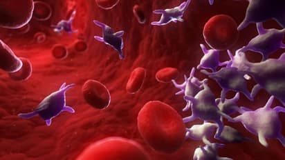 രക്തത്തിലെ പ്ലേറ്റ്ലെറ്റ് കൗണ്ട് കൂട്ടാന് ഡയറ്റില് ഉള്പ്പെടുത്താം ഈ പത്ത് ഭക്ഷണങ്ങള്