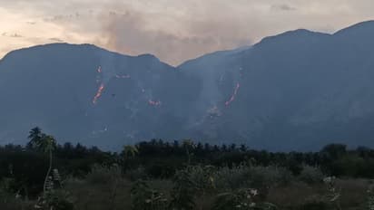சுட்டெரிக்கும் வெயில்; தேனி அருகே மேற்குதொடர்ச்சி மலையில் பயங்கர காட்டு தீ - அரியவகை மரங்கள் எரிந்து நாசம்