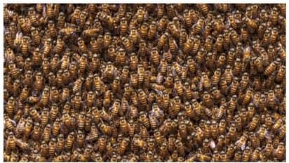 മുറിയില്‍ 'ഭീകര'നുണ്ടെന്ന് മൂന്ന് വയസുകാരി; പരിശോധനയില്‍ കണ്ടെത്തിയത് 60,000 തേനീച്ചകളെ