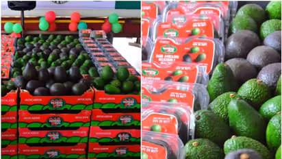 ആയിരത്തിൽ നിന്ന് മുന്നൂറ് രൂപയിലേക്ക്! നികുതി കുറഞ്ഞു, കേരളത്തിൽ വരവ് കൂടും; ഇനി ഇഷ്ടംപോലെ അവക്കാഡോ കഴിക്കാം