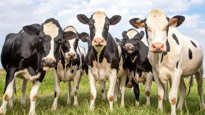 ಬಿರು ಬೇಸಿಗೆ : ನಿಮ್ಮ ಜಾನುವಾರುಗಳನ್ನು ಹೇಗೆ ಕೇರ್ ಮಾಡಬೇಕು..?