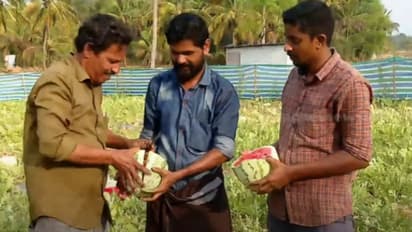 പാലക്കാട്ടെ പൊള്ളും ചൂടിൽ നൂറുമേനി, ഇത് മൂന്ന് കൂട്ടുകാരുടെ വിജയഗാഥ; തണ്ണിശ്ശേരിയിലെ തണ്ണിമത്തൻ കാഴ്ചകൾ