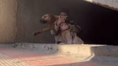 'നിങ്ങൾ ഒരു സൂപ്പർ ഹീറോ തന്നെ'; സഹായം തേടി കരയുന്ന നായ, യുവാവ് ചെയ്തത്, വീഡിയോ