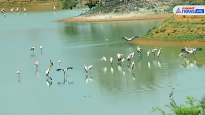 கடும் வறட்சி; எங்கள் சொந்த நாட்டுக்கே செல்கிறோம் - கூந்தன் குளத்தில் இருந்து வெளியேறும் வெளிநாட்டு பறவைகள்