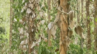 Karnataka's Kodagu suffers drought: Crops go dry, farmers express plight as temperature reaches 38 degrees