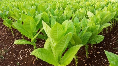 ಗಗನಕ್ಕೆ ಹೋಗುತ್ತಿರುವ ತಂಬಾಕಿನ ಬೆಲೆ, ಉತ್ಪಾದನೆ ಇಳಿಮುಖ