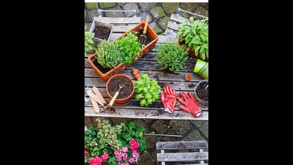 యాలకుల నుంచి జీలకర్ర వరకు.. ఏయే మసాలా మొక్కలను కుండీల్లో ఈజీగా పెంచొచ్చో తెలుసా?