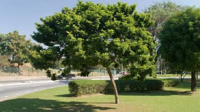 ബ്രസീലിന് പേര് നൽകിയത് ദേ ഈ മരമാണ്, കട്ടുകട്ട് ഇപ്പോൾ കാണാനേയില്ലാത്ത അവസ്ഥ