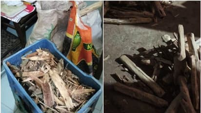 പാലക്കാട്ട് വൻ ചന്ദനവേട്ട; മൂന്ന് വീടുകളില് നിന്നായി പിടിച്ചത് 97 കിലോ ചന്ദനം