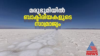 വരണ്ടുണങ്ങിയ അറ്റക്കാമ മരുഭൂമിയില്‍ ബാക്ടീരിയകളുടെ സാമ്രാജ്യം; അത്ഭുതപ്പെട്ട് ശാസ്ത്രലോകം 
