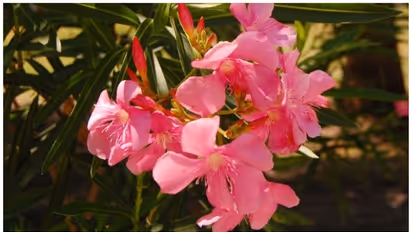 അരളി അപകടകാരിയോ? അരളിപ്പൂവിൽ വിഷാംശം ഉണ്ടോ?