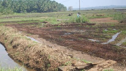 കൊടും ചൂടും കാലാവസ്ഥാ വ്യതിയാനവും; കോള്‍നിലങ്ങളിലെ കൃഷി വന്‍ നഷ്ടത്തില്‍, 50 ശതമാനത്തോളം കുറവ്