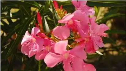 അരളിപ്പൂവിന് തത്കാലം വിലക്കില്ല; വിഷാംശം ഉണ്ടെന്ന് റിപ്പോർട്ട് കിട്ടിയിട്ടില്ലെന്ന് തിരു. ദേവസ്വം ബോർഡ്