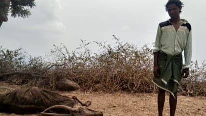 ಬಿರು  ಬೇಸಿಗೆ :   ಮೇವು, ನೀರಿಲ್ಲದೆ ಜಾನುವಾರುಗಳ ದಾರುಣ ಸಾವು