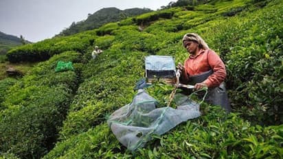 'ഉത്തരവ് ഹൈറേഞ്ച് മേഖലയ്ക്കും ബാധകം, ആരെയും ഒഴിവാക്കിയിട്ടില്ല'; കടുപ്പിച്ച് ലേബര് കമ്മീഷണര്