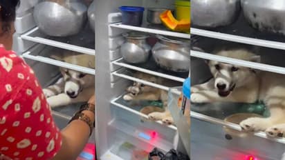 'അയ്യോ എന്തൊരു ചൂടാ!' രക്ഷതേടി വീട്ടിലെ ഫ്രിഡ്ജിൽ കയറിയിരുന്ന് നായ, വൈറലായി വീഡിയോ