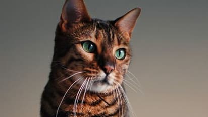 ಬೆಕ್ಕು ಈ ಸೂಚನೆ ನೀಡುತ್ತಿವೆ ಅಂದ್ರೆ, ಕೆಟ್ಟ ಸಮಯ ನಿಮ್ಮದಾಗಲಿದೆ ಎಂದರ್ಥ!