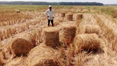 ചൂട് ചതിച്ചു, ക്ഷീര കർഷകർക്കും വേണ്ട; കൊയ്ത്തു കഴിഞ്ഞ പാടങ്ങളിൽ വൈക്കോല് കെട്ടിക്കിടക്കുന്നു