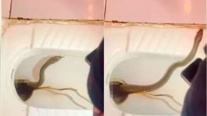 ಅರ್ಜೆಂಟ್ ಅಂತ ಓಡೋಗಿ ಕೂರೋ ಮೊದಲೊಮ್ಮೆ ಕಣ್ ಬಿಟ್ಟು ನೋಡಿ: ಟಾಯ್ಲೆಟ್ ಬೇಸಿನ್‌ನಲ್ಲಿತ್ತು ಹಾವು!
