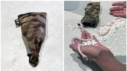 യാത്രക്കാരന്‍റെ പാന്‍റിനുള്ളിലെ ചെറിയ ബാഗ്, സംശയം തോന്നി തുറന്നു; ഞെട്ടൽ, കടത്താൻ ശ്രമിച്ചത് ചെറിയ പാമ്പുകളെ