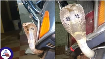 ಬುಸ್ ಬುಸ್ ನಾಗಪ್ಪ ಎಲ್ಲಿದ್ದೀಯಪ್ಪಾ..? ಬಿಸಿಲಿನ ತಾಪ ತಾಳಲಾರದೇ ನಿನ್ ಸ್ಕೂಟರ್ ಸೀಟ್ ಕೆಳಗೆ ಕೂತಿದ್ದೀನಪ್ಪಾ..