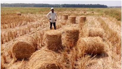 കെട്ടൊന്നിന് 30 നൽകി; എടുക്കാനാളില്ലാതെ പാടത്ത് കെട്ടിക്കിടന്ന് നാലായിരത്തിലധികം വൈക്കോൽ കെട്ടുകൾ