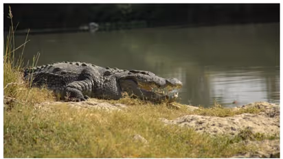 ജീവന് ഭീഷണി; കൂറ്റൻ മുതലയെ കൊന്ന് കറിവച്ച്, സദ്യയൊരുക്കി നാട്ടുകാരും പോലീസും 