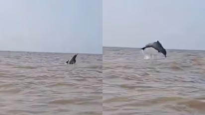 Dolphin playing in Juhu Beach: Watch wholesome video of dolphin jumping in Mumbai's sea water
