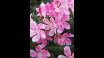 പ്രസാദത്തിലും നിവേദ്യത്തിലും കാണില്ല, പൂജക്ക് മാത്രം ഉപയോഗിക്കും; അരളിപ്പൂവിന് വിലക്ക് ഇന്ന് പ്രാബല്യത്തിലാകും