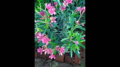 അരളിപ്പൂവ് ഒഴിവാക്കും; തിരുവിതാംകൂര്‍ ദേവസ്വം ബോര്‍ഡ് ക്ഷേത്രങ്ങളില്‍ പ്രസാദമായി അരളി നല്‍കില്ല