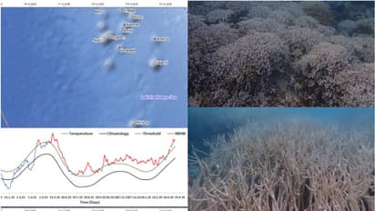 ലക്ഷദ്വീപിലെ മഹാവിസ്മയം നശിക്കുന്നു, വെളുക്കുന്നത് അമൂല്യ ജൈവവൈവിധ്യ കലവറ, കാരണം കടലിലെ ഉഷ്ണതരംഗം
