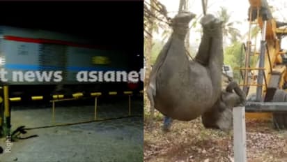 കഞ്ചിക്കോട് മേഖലയിൽ 2 വർഷത്തിനിടെ ട്രെയിൻ തട്ടി ചരിഞ്ഞത് മൂന്ന് കാട്ടാനകൾ