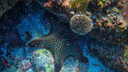 Lakshadweep in ecological trouble? Scientists find bleaching of coral reefs due to marine heatwaves