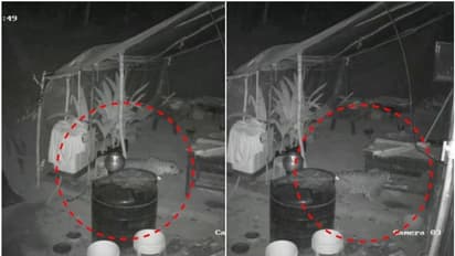 വളര്ത്തുനായയെ പുലി പിടിച്ചുകൊണ്ടുപോയി; വീഡിയോ