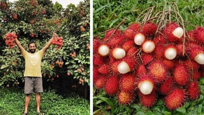 15 லட்சம் சம்பளம் வேண்டாம்... வேலையை விட்டுவிட்டு விவசாயத்தில் வெற்றி பெற்ற இளைஞர்!