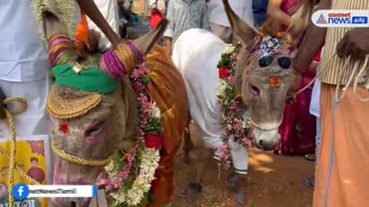 கோவையில் மழை வேண்டி கழுதைக்கும், கழுதைக்கும் திருமணம்; விருந்தினர்களுக்கு கம்பு கூழ் விருந்து